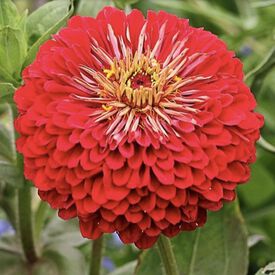 Benary's Giant Deep Red, Zinnia Seeds